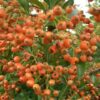 Feuerdorn orange (Pyracantha crenoserata ‚Orange Glow‘)