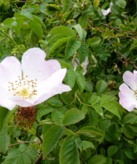 Hunds-Rose (Rosa Canina), topfgewachsen