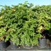 Kartoffelrose (Rosa rugosa), topfgewachsen - 60-bis-100