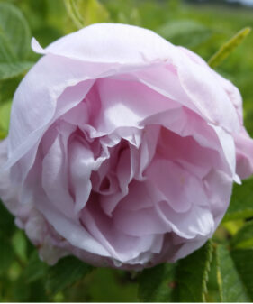 Bodendeckerrose ‚Dagmar Hastrup‘ (Rosa rugosa ‚Dagmar Hastrup‘)