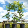 Rotbuche (Fagus sylvatica), topfgewachsen - 125-bis-150 - ca-3-5-liter