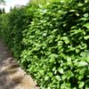 Rotbuche (Fagus sylvatica), topfgewachsen - 150-bis-175 - ca-5-liter