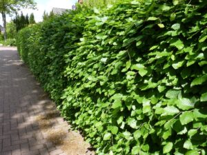 Rotbuchenhecke