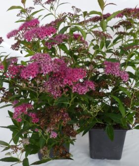 Rote Sommerspiere Anthony Waterer im 1L Topf Rote Sommerspiere (Spiraea bumalda ‚Anthony Waterer‘)