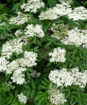 Schwarzer Holunder, Fliederbeere (‚Sambucus Nigra‘), topfgewachsen