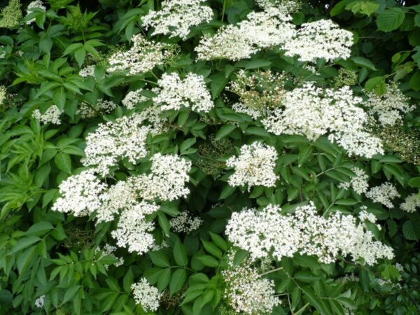 Schwarzer Holunder, Fliederbeere (‚Sambucus Nigra‘), topfgewachsen