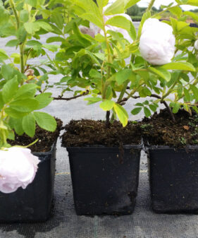 Bodendeckerrose ‚Schneekoppe‘ (Rosa rugosa ‚Schneekoppe‘)
