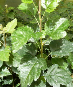 Sorbus torminalis, Alzbeere Elsbeere (Sorbus Torminalis L., Alzbeere), topfgewachsen