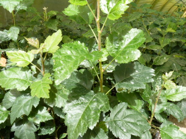 Elsbeere (Sorbus Torminalis L., Alzbeere), topfgewachsen