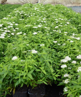 Weiße Zwergspiere (Spiraea japonica Albiflora)