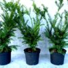 Eibe (Taxus baccata), immergrüne Heckenpflanze - 80-bis-100 - 5-75l