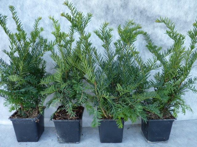 Eibe (Taxus baccata), Topf/Container, immergrüne Heckenpflanze