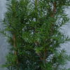 Männliche Bechereibe (Taxus Media hillii)