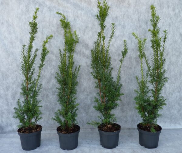 Männliche Bechereibe (Taxus Media hillii)