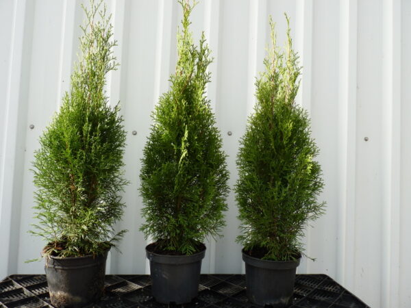 Säulen-Lebensbaum (Thuja occidentalis Columna), topfgewachsen