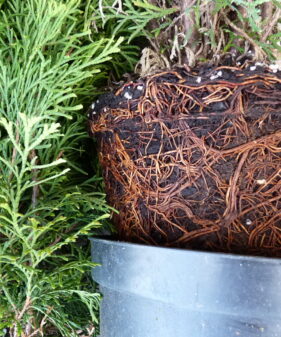 Säulen-Lebensbaum (Thuja occidentalis Columna), topfgewachsen