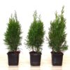 Smaragd Lebensbaum (Thuja occidentalis smaragd) - ca-1-liter - 30-bis-40-2