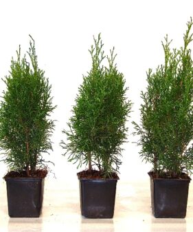 Thuja Smaragd Heckenpflanzen im Topf, 30-50 cm groß