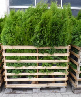 1 Meter Fertighecke aus Smaragd Lebensbaum (Thuja occidentalis smaragd)
