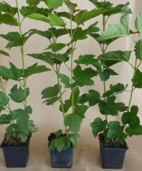 Gemeiner Schneeball (Viburnum opulus), topfgewachsen