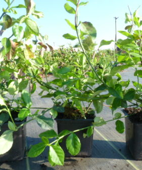 Euonymus Coloratus, Purpur-Kriechspindel im Topf Purpur-Kriechspindel (Euonymus fortunei ‚coloratus‘)