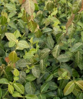 Purpur-Kriechspindel (Euonymus fortunei ‚coloratus‘)