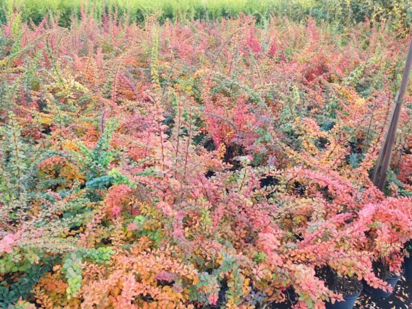 Grüne Heckenberberitze (Berberis thunbergii)