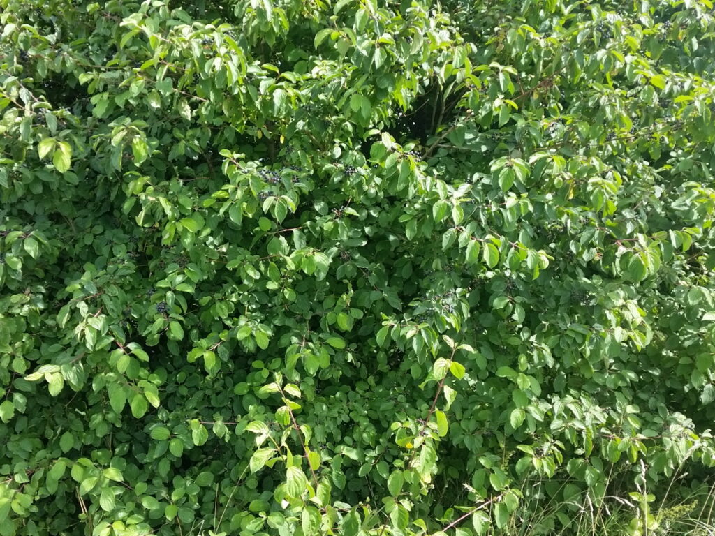Roter Hartriegel (Cornus sanguinea, Rot. Beinholz) günstig kaufen
