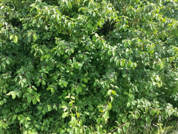 Roter Hartriegel (Cornus sanguinea)