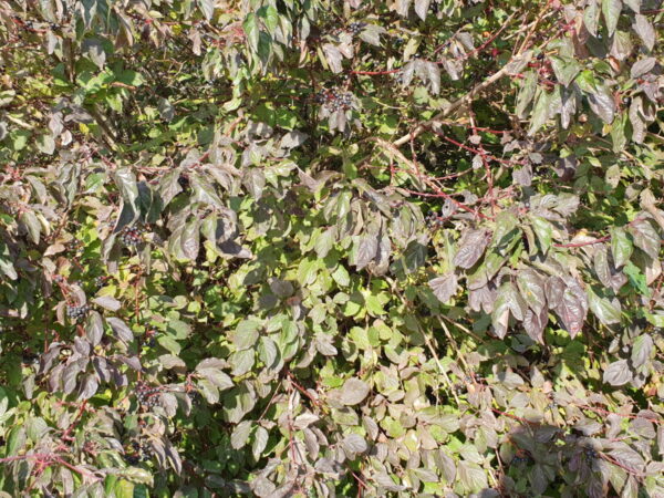 Roter Hartriegel (Cornus sanguinea)