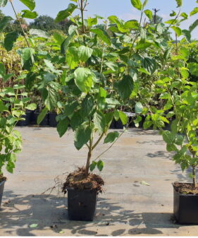 Roter Hartriegel (Cornus sanguinea)