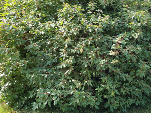 Roter Hartriegel (Cornus sanguinea)