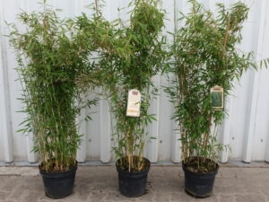 Bambus Fargesia murielae ‘Deep Forest’ ®