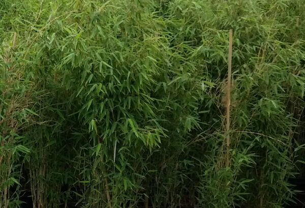 Bambus Fargesia murielae ‚Deep Forest‘ ®