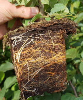 Wildapfel / Holzapfel (Malus Sylvestris)