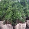 Eibe (Taxus baccata), immergrüne Heckenpflanze - 150-bis-175 - 25l-topf-oder-ballen