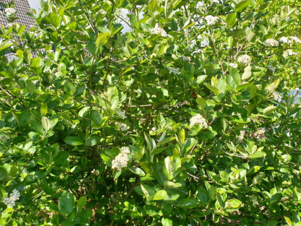 Schwarze Apfelbeere (Aronia melanocarpa)