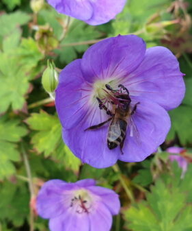Geranium „Rozanne“ Staude mit erstaunlicher Blühdauer
