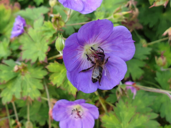 Geranium „Rozanne“ Staude mit erstaunlicher Blühdauer