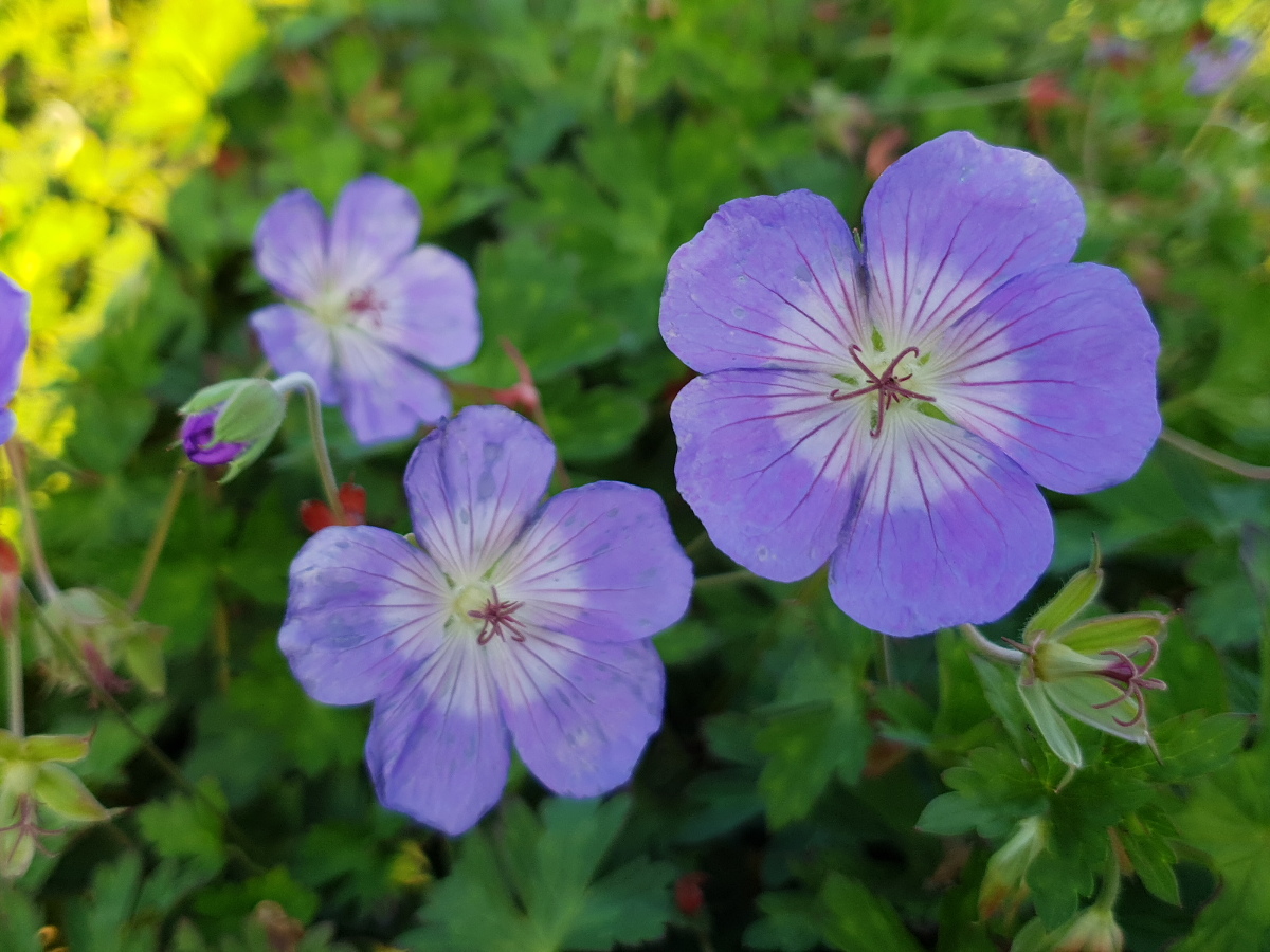 Blüte von Geranium Rozanne