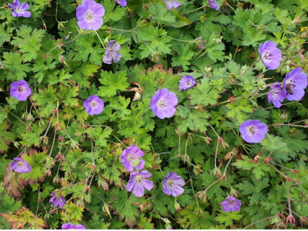 Geranium „Rozanne“ Staude mit erstaunlicher Blühdauer