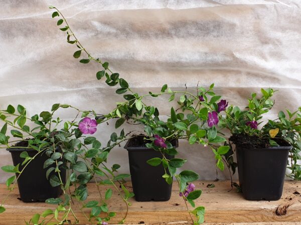 Kleines rotes Immergrün (Vinca Minor ‘rubra’)