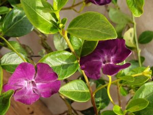 vinca_minor_rubra_blueten_x