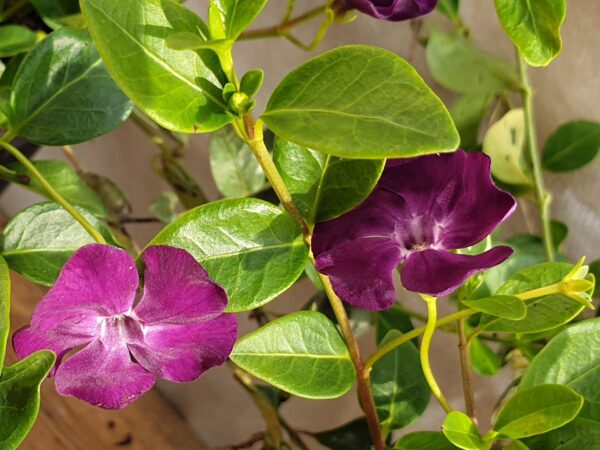 Kleines rotes Immergrün (Vinca Minor ‚rubra‘)