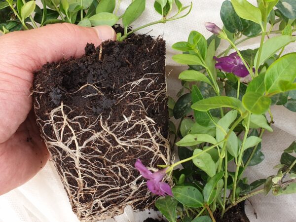 Kleines rotes Immergrün (Vinca Minor ‘rubra’)