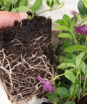 Kleines rotes Immergrün (Vinca Minor ‚rubra‘)