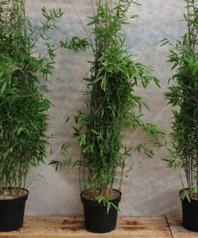 Bambus Fargesia nitida ‚Black Pearl‘