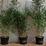 Bambus Fargesia murieliae 'Red Zebra' ® - ca-75-liter - 125-bis-150
