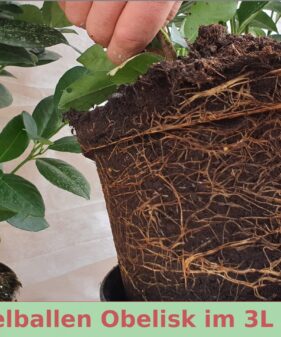 1 Meter Fertighecke+1j aus Säulen-Kirschlorbeer Obelisk (Prunus laurocerasus Obelisk®)