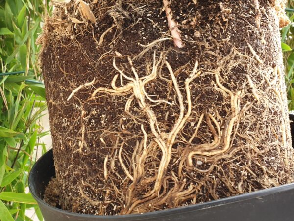 Bambus Fargesia nitida ‘Black Pearl’